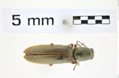 Foto (Dorsalansicht) von Setasomus atropurpureus (Melsheimer, 1845) (NHMW-ZOO-COL-0008352)